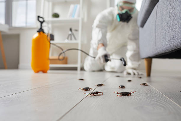 Affordable Termite Control solutions in Pacifica, CA